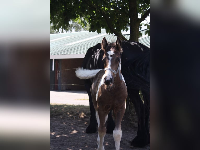 Barokowy pinto Ogier Źrebak (03/2026) 168 cm  in Uelsen