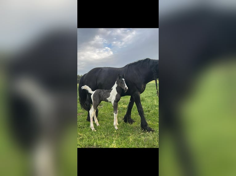 Barokowy pinto Ogier Źrebak (03/2026) 168 cm  in Uelsen