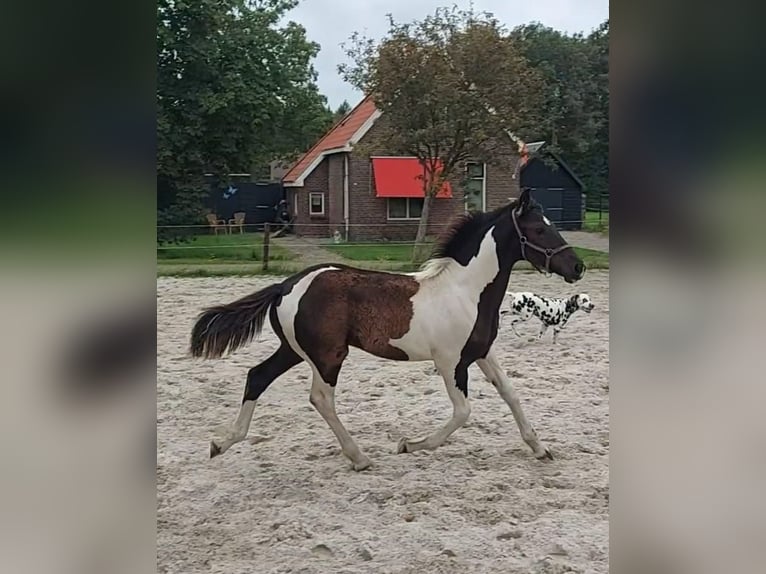 Barokowy pinto Ogier Źrebak (03/2024) 170 cm Srokata in Zandhuizen