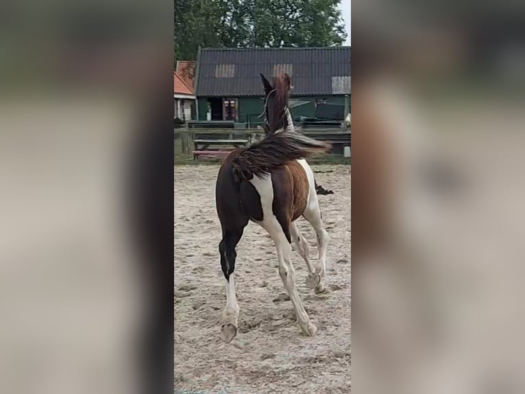 Barokowy pinto Ogier Źrebak (03/2024) 170 cm Srokata in Zandhuizen