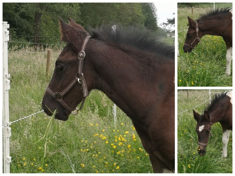 Barokowy pinto Ogier Źrebak (03/2024) 170 cm Srokata in Zandhuizen