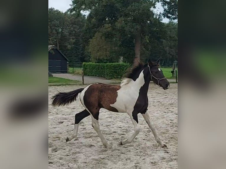 Barokowy pinto Ogier Źrebak (03/2024) 170 cm Srokata in Zandhuizen