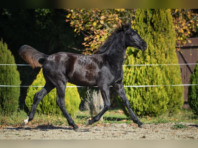 Barokowy pinto Ogier Źrebak (04/2025) Kara in Ptuj