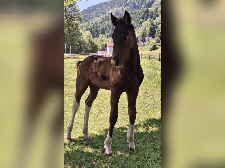 Barokowy pinto Ogier  Srokata in Fischertratten
