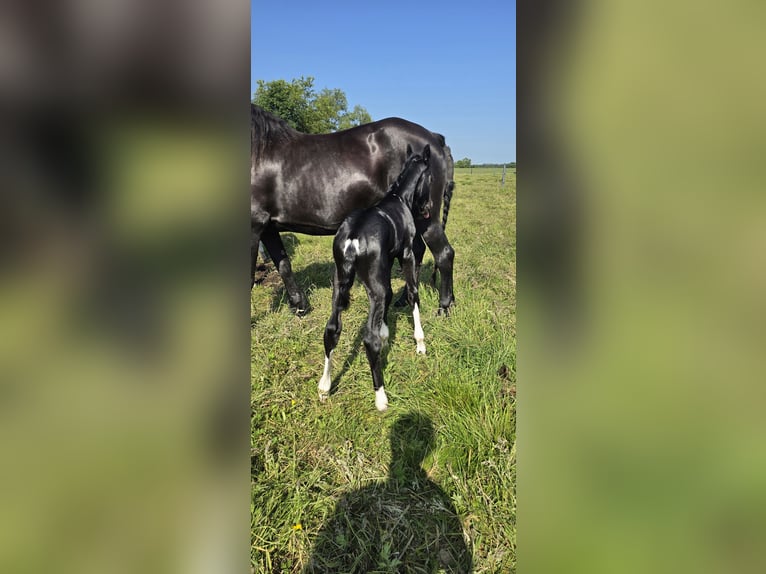 Barokowy pinto Ogier  Srokata in Jade