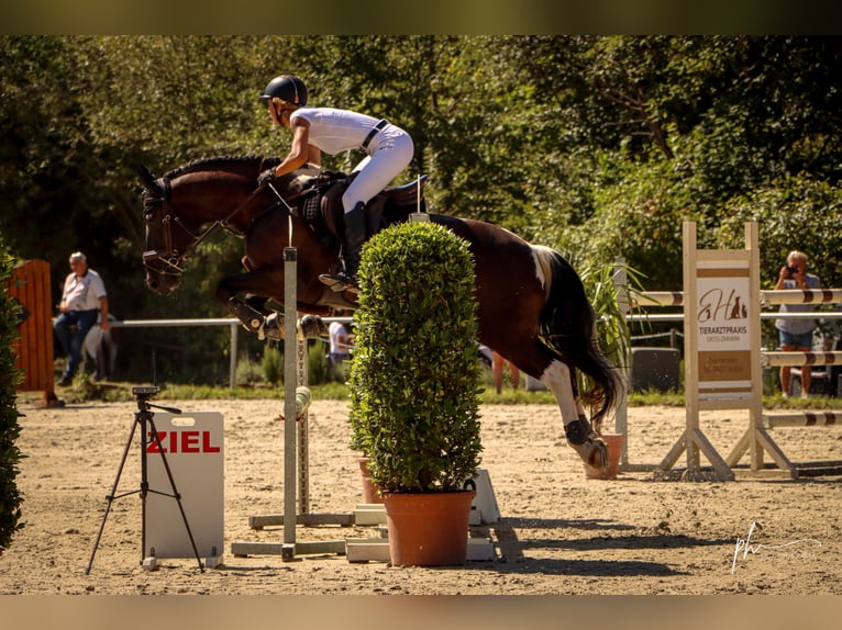 Barokowy pinto Wałach 10 lat 157 cm Srokata in Großostheim