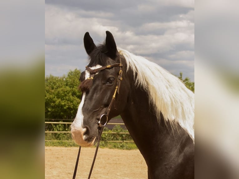 Barokowy pinto Wałach 10 lat 160 cm Srokata in Bad Wimpfen