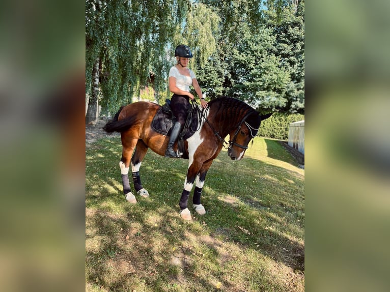 Barokowy pinto Wałach 11 lat 160 cm Srokata in Hohenau