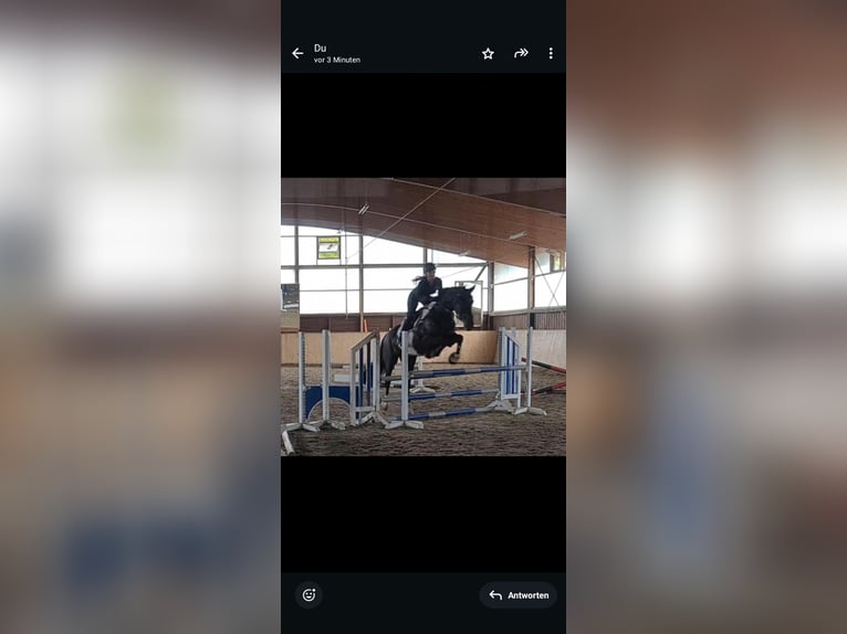 Barokowy pinto Wałach 12 lat 170 cm Srokata in Prutting