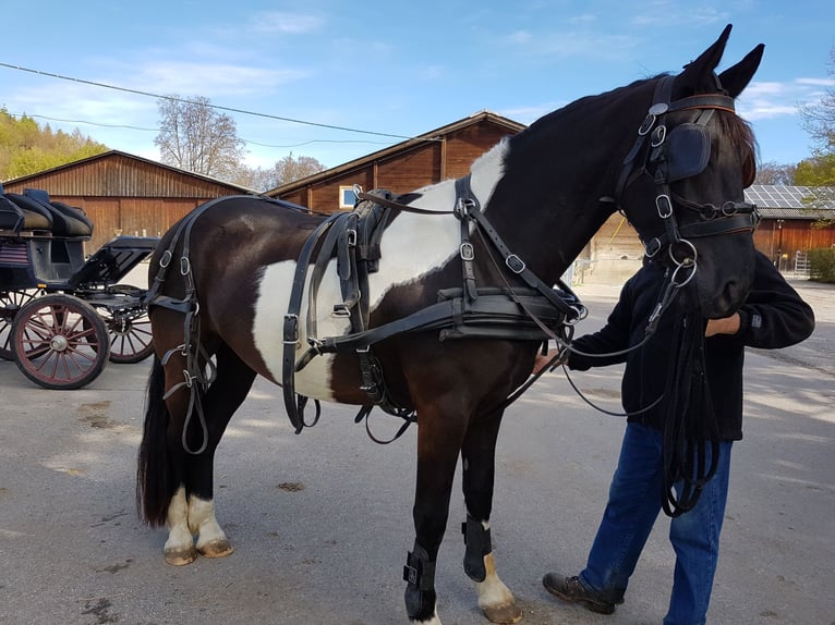 Barokowy pinto Wałach 13 lat 170 cm Srokata in Prutting