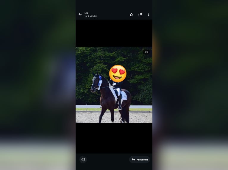 Barokowy pinto Wałach 13 lat 170 cm Srokata in Prutting