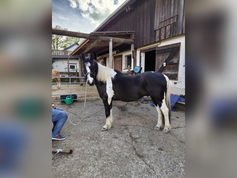Barokowy pinto Wałach 15 lat 158 cm Srokata in Radevormwald