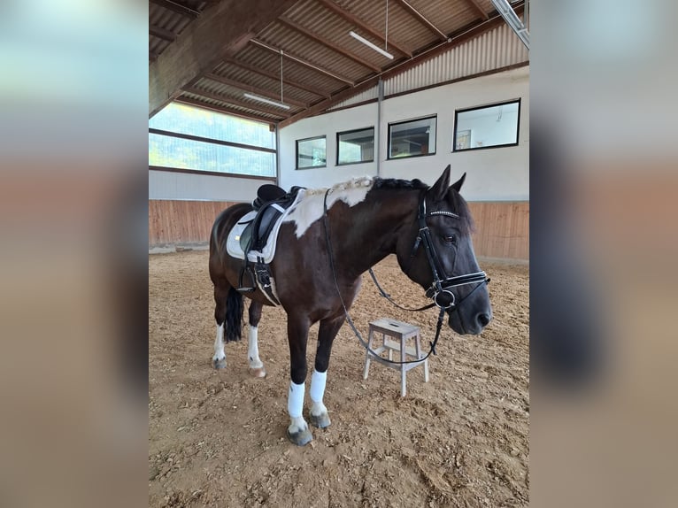Barokowy pinto Wałach 17 lat 160 cm in Dinkelsb&#xFC;hl