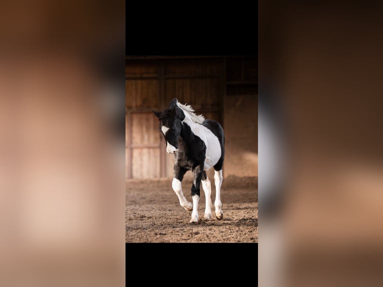 Barokowy pinto Wałach 1 Rok Tobiano wszelkich maści in Plzen