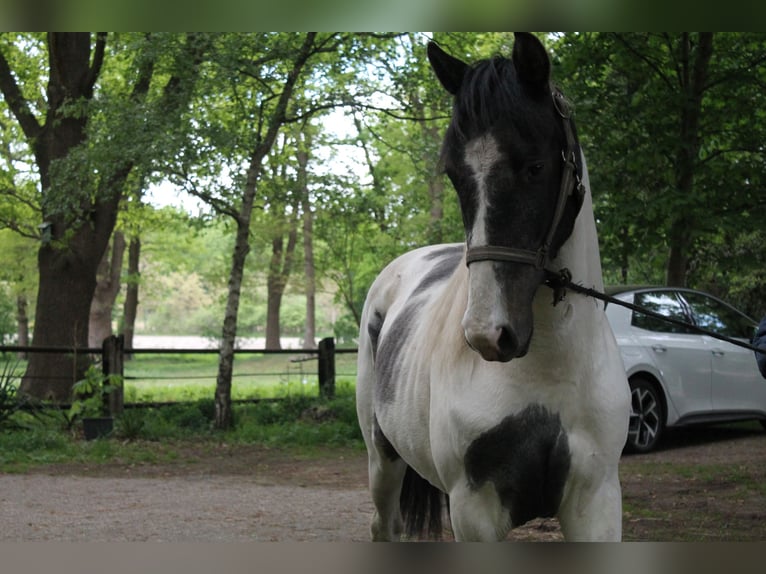 Barokowy pinto Wałach 2 lat 170 cm Srokata in Hoogstede