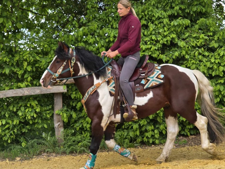 Barokowy pinto Wałach 3 lat 152 cm Srokata in Linkenbach
