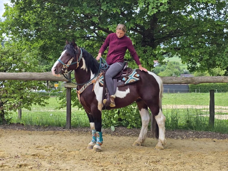 Barokowy pinto Wałach 3 lat 152 cm Srokata in Linkenbach