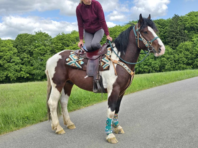 Barokowy pinto Wałach 3 lat 152 cm Srokata in Linkenbach