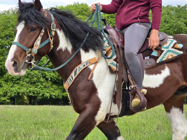 Barokowy pinto Wałach 3 lat 152 cm Srokata in Linkenbach