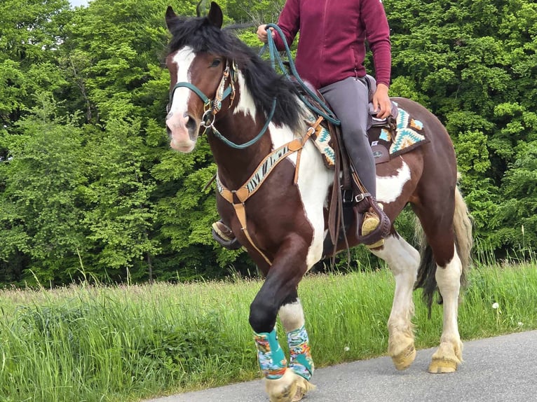 Barokowy pinto Wałach 3 lat 152 cm Srokata in Linkenbach