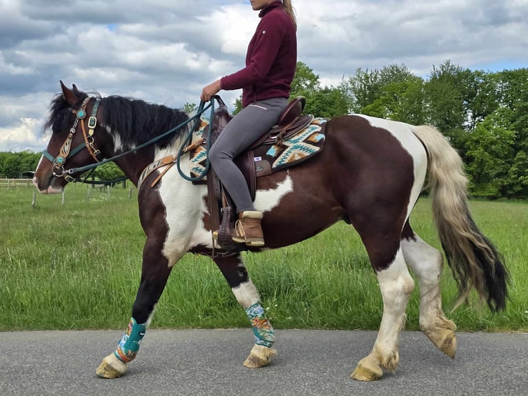 Barokowy pinto Wałach 3 lat 152 cm Srokata in Linkenbach