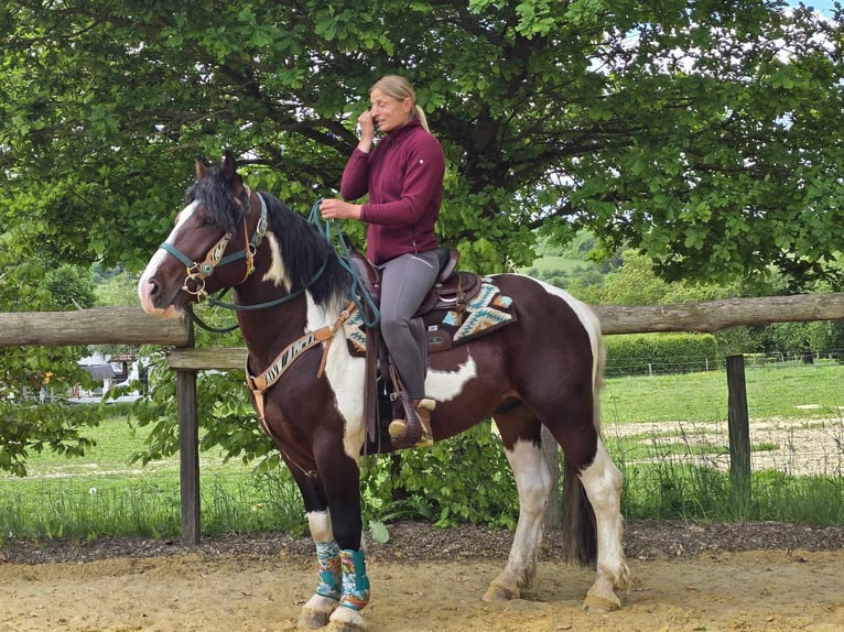 Barokowy pinto Wałach 3 lat 152 cm Srokata in Linkenbach