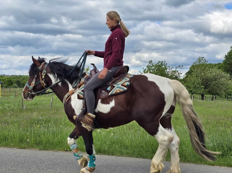 Barokowy pinto Wałach 3 lat 152 cm Srokata in Linkenbach