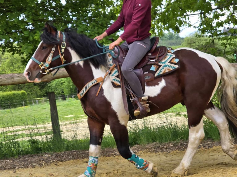 Barokowy pinto Wałach 3 lat 152 cm Srokata in Linkenbach