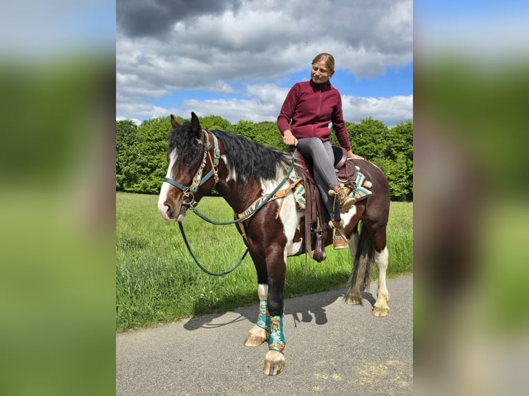 Barokowy pinto Wałach 3 lat 152 cm Srokata in Linkenbach