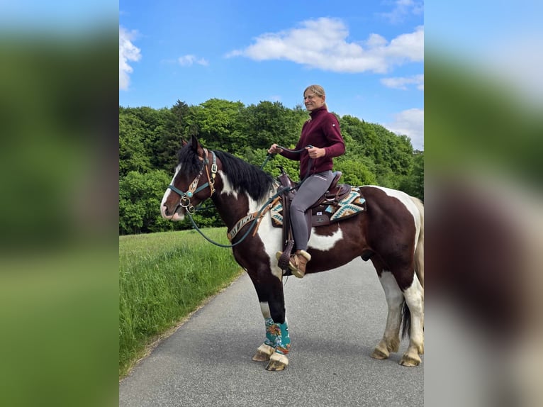 Barokowy pinto Wałach 3 lat 152 cm Srokata in Linkenbach