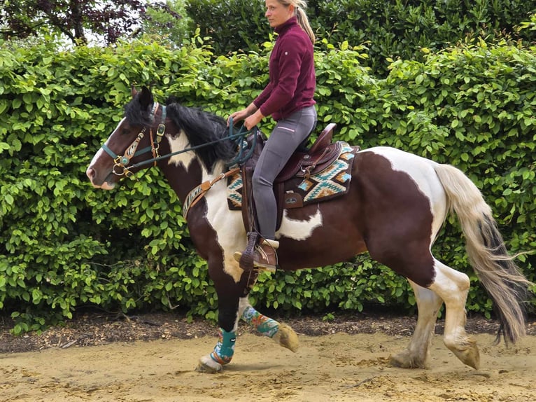 Barokowy pinto Wałach 3 lat 152 cm Srokata in Linkenbach