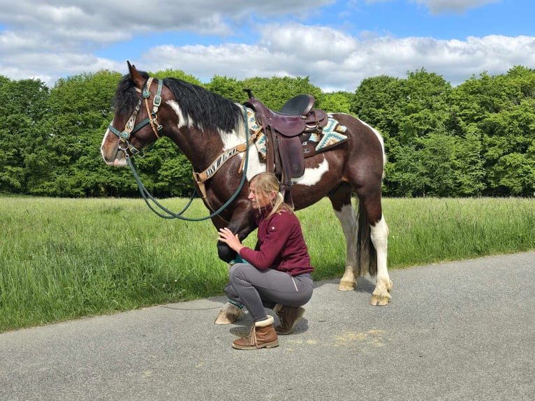 Barokowy pinto Wałach 3 lat 152 cm Srokata in Linkenbach