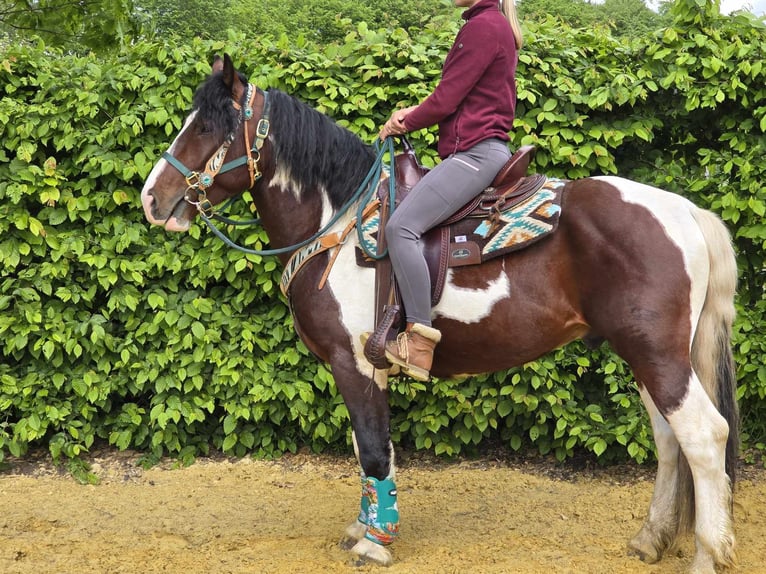 Barokowy pinto Wałach 3 lat 152 cm Srokata in Linkenbach