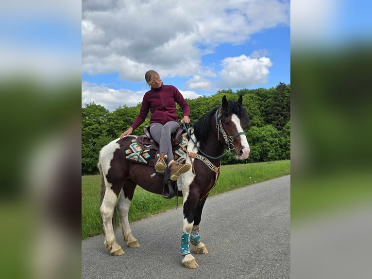 Barokowy pinto Wałach 3 lat 152 cm Srokata in Linkenbach