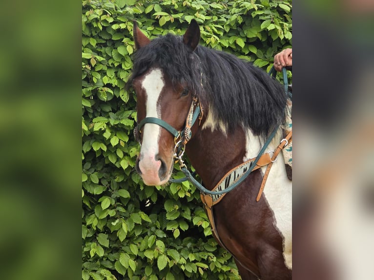 Barokowy pinto Wałach 3 lat 152 cm Srokata in Linkenbach