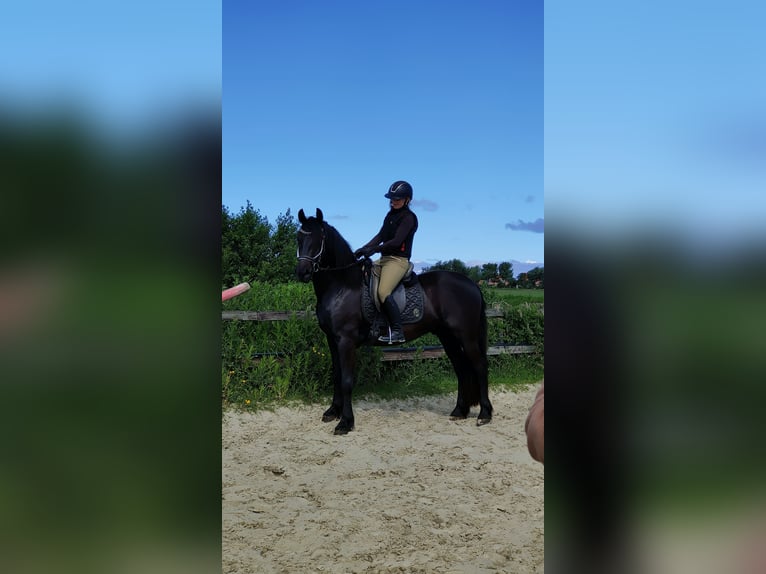 Barokowy pinto Wałach 3 lat 160 cm Kara in hollum ameland