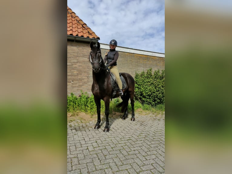 Barokowy pinto Wałach 3 lat 160 cm Kara in hollum ameland