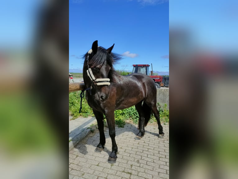 Barokowy pinto Wałach 3 lat 160 cm Kara in hollum ameland