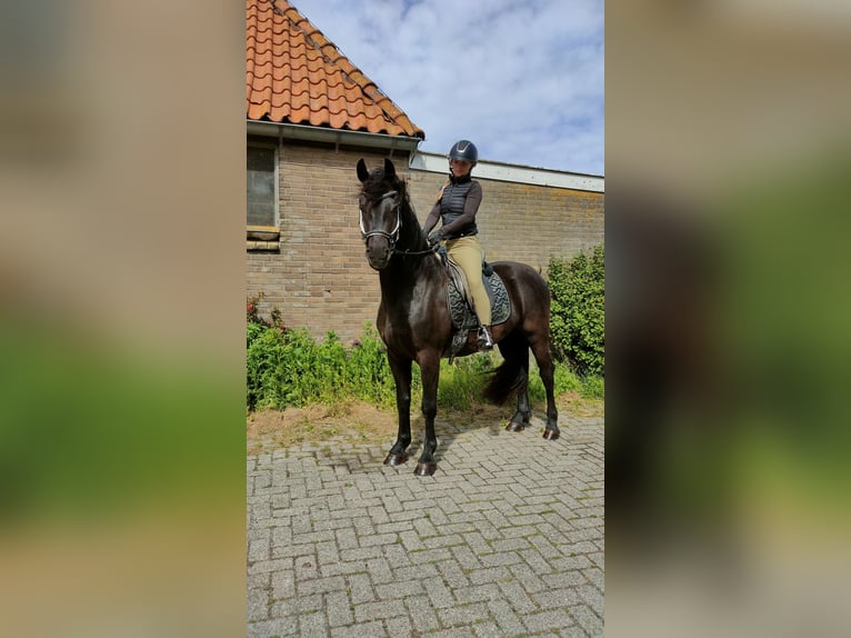 Barokowy pinto Wałach 3 lat 160 cm Kara in hollum ameland