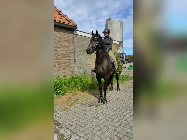Barokowy pinto Wałach 3 lat 160 cm Kara in hollum ameland