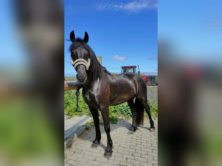 Barokowy pinto Wałach 3 lat 160 cm Kara in hollum ameland