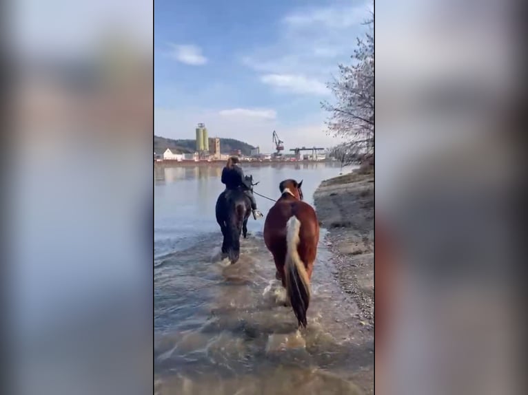 Barokowy pinto Mix Wałach 5 lat 153 cm Srokata in Deggendorf