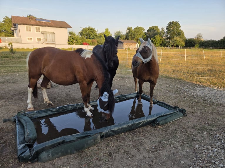 Barokowy pinto Mix Wałach 5 lat 153 cm Srokata in Deggendorf