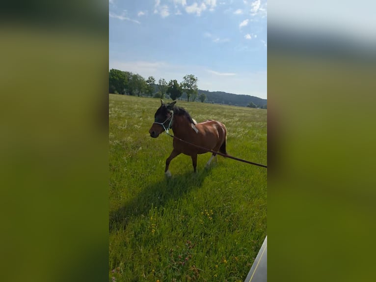 Barokowy pinto Mix Wałach 5 lat 153 cm Srokata in Deggendorf