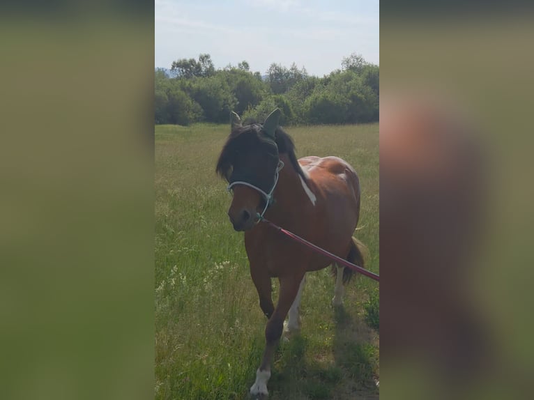 Barokowy pinto Mix Wałach 5 lat 153 cm Srokata in Deggendorf
