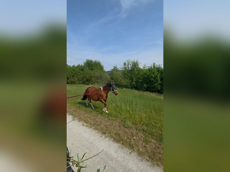 Barokowy pinto Mix Wałach 5 lat 153 cm Srokata in Deggendorf
