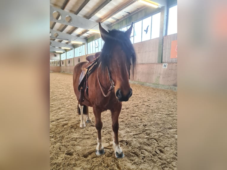 Barokowy pinto Mix Wałach 5 lat 153 cm Srokata in Deggendorf