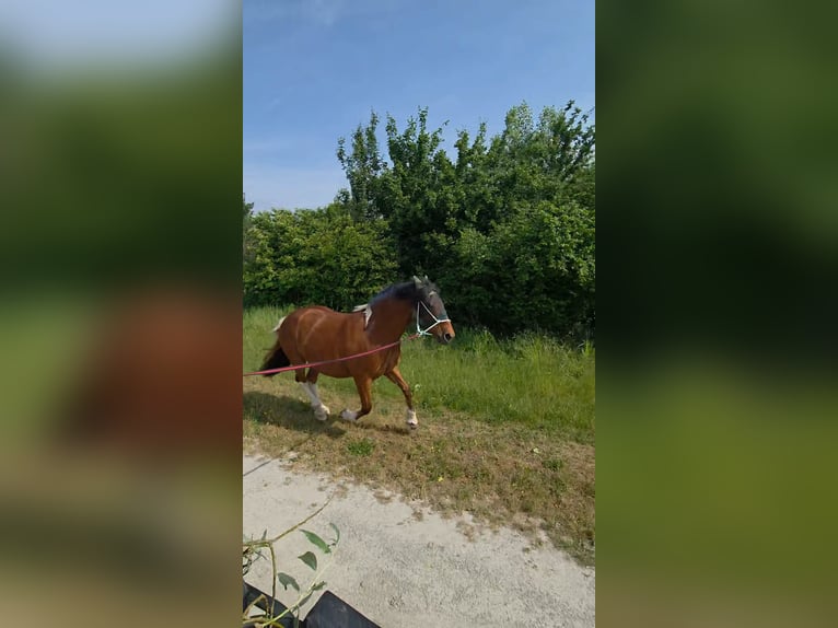 Barokowy pinto Mix Wałach 5 lat 153 cm Srokata in Deggendorf