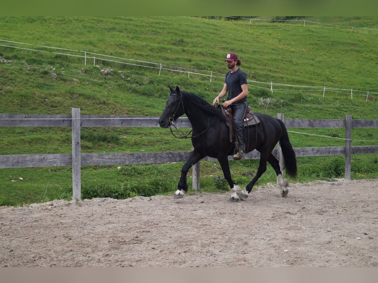 Barokowy pinto Wałach 5 lat 165 cm Kara in Achenkirch