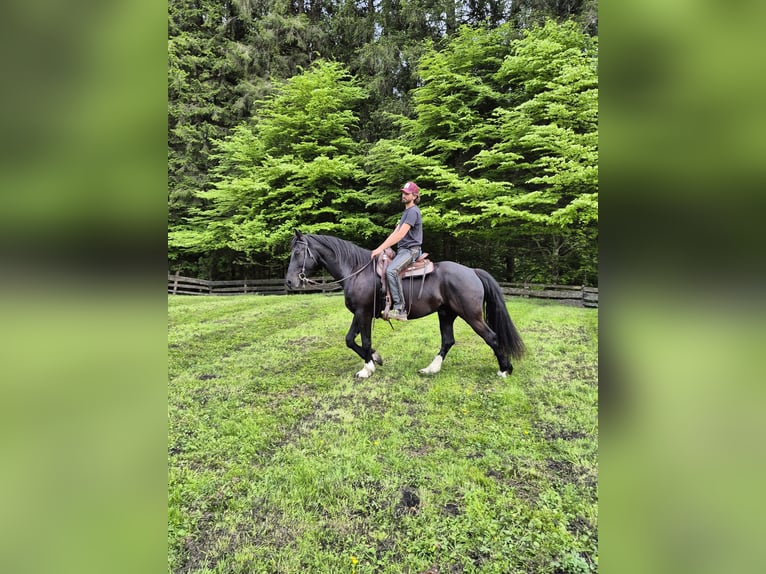 Barokowy pinto Wałach 5 lat 165 cm Kara in Achenkirch